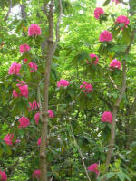 Blooming rhododendron.