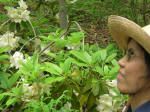 Thu loves blooming rhododendrons.