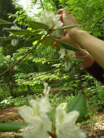 Thu Oanh photographs Ruth.