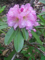 Blooming rhododendron.