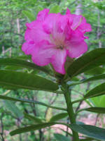 Blooming rhododendron.