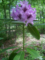 Blooming rhododendron.