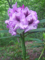 Blooming rhododendron.