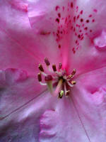 Blooming rhododendron.