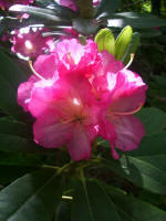 Blooming rhododendron.