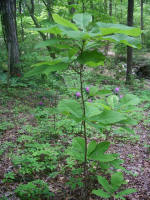 A young big leaf magnolia tree.