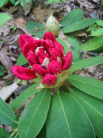 Opening rhododendron flower buds.