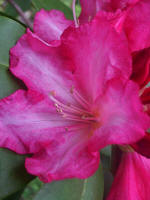 Blooming rhododendron.