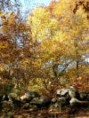 Rock wall in Marlborough State Forest