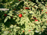 Botanic Garden - Rose Hips