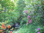 Rhododendron cultivars