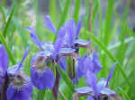 Iris 