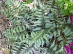 Fern