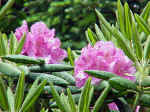 Natural Purple Rhododendron (Rhododendron catawbiense)