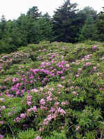 Catawba rhododendron in bloom