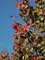 Bradford Pear - October 26, 2001