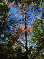 On the Dragonfly Pond Trail