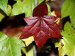 sweetgum leaves