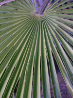 palm tree leaf