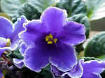 African Violet