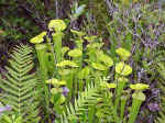 Knee-high carnivorous pitcher plants on the nature trail