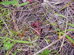 Sundew, a carnivorous plant