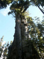 The Quinault Big Cedar, the worlds largest known western red cedar, at 174 tall and 19.5 diameter DBH [Diameter at breast height; the average diameter (outside the bark) of a tree 4.5 feet above mean ground level].