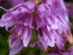 Ant within a Cardwell's penstemon (beardtongue) floret.