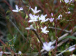 Natural revegetationlike a little patch of oxalisstarted in a month after the eruption; fireweed, braken fern, thistle, pearly everlasting, and groundsel now commonly grow at elevations between 1,500 to 3,000 feet above sea level.