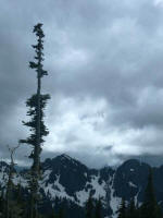 Clouds hid simply stellar panoramic scenery of ice-capped mountain peaks and a field of glaciers, yet we marveled at dense evergreen forests & wildflower meadows of Paradise. 97% of Mt. Rainier National Park is designated Wilderness.