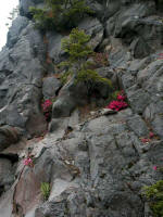 Cliff penstemon, Penstemon rupicola, in eye-popping pink is one of the West's most beautiful, and native, wildflowers.