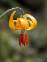 Tiger Lily (more formally known as Columbia Lily), a native perennial with the the sparkling luster of speckled blooms.