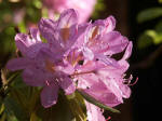 Beautiful rhododendron blooming in the back of the cabin.