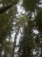 At Longmire Springs, white & black pines grow side by side; common and Alaska cedars meet on quiet, sloping ground. Douglas-fir & white cedar begin to give way to other types.