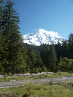 June 30 view, across to Trail of the Shadows. The road to Longmire from Nisqually, the Park's south Entrance (our gateway), is one of the world's most beautiful forest roads.