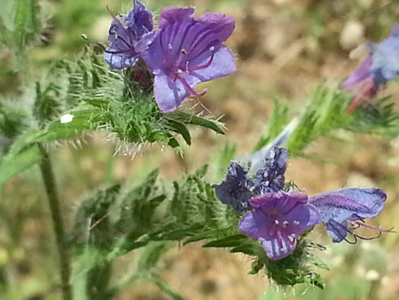 Wildflower blooming at the Forum in the Sant Martí district