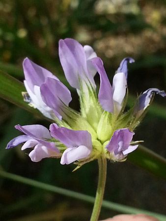 Wildflower blooming at the Forum in the Sant Martí district