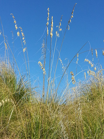 Sea oats