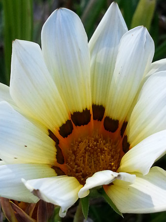 Gazania flower, Gazania ringens