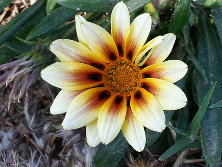 Gazania flower, Gazania ringens