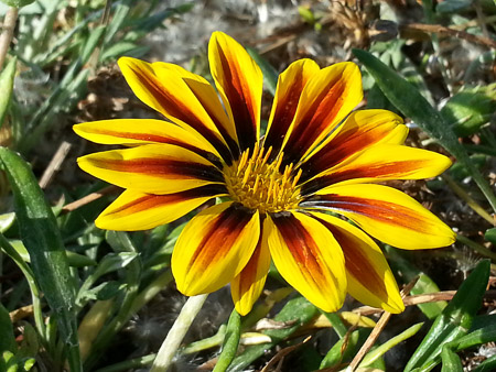 Gazania flower, Gazania ringens