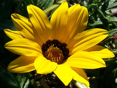 Gazania flower, Gazania ringens