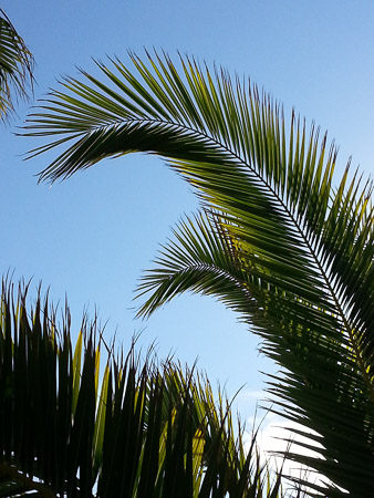 Frond detail