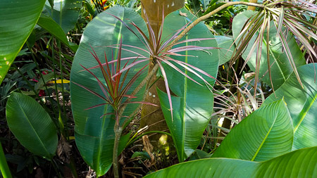 Spiky and Broadleaf