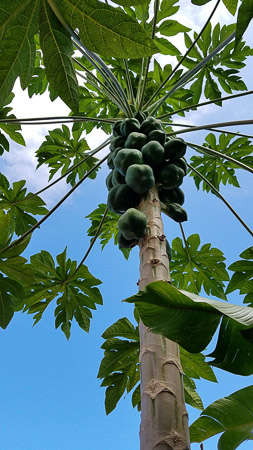 Papaya for the Picking